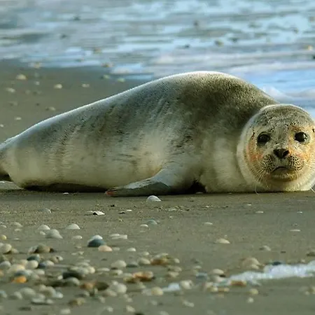 Дом отдыха Vakantiehuisjes-vissershuisjes *